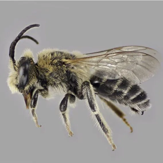 thumbnail for publication: Eastern Cranberry Bee Melitta americana Smith (Insecta: Hymenoptera: Melittidae: Melitta)